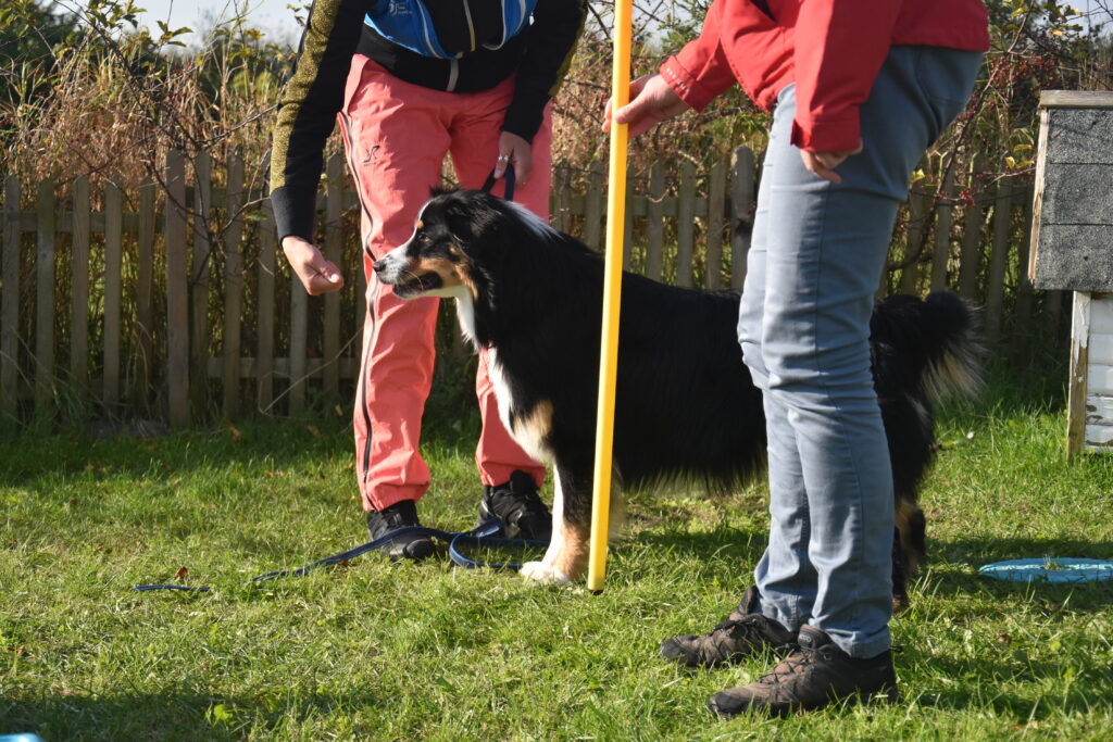 australian shepherd gør sig klar til konkurrence