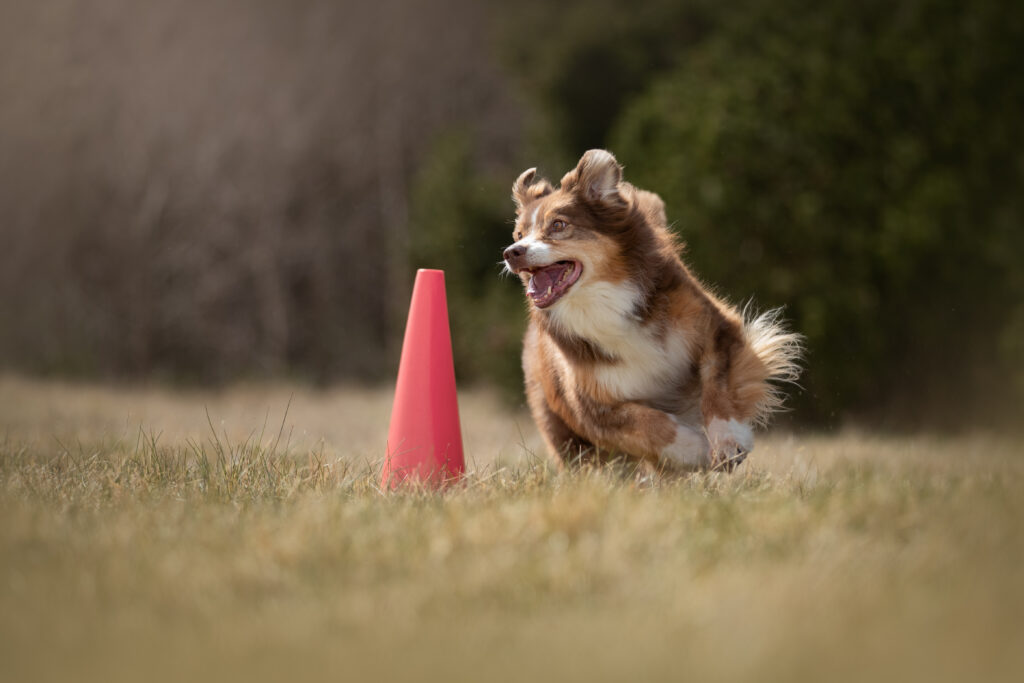 Australian Shepherd, Driss til rally træning i Rødovre