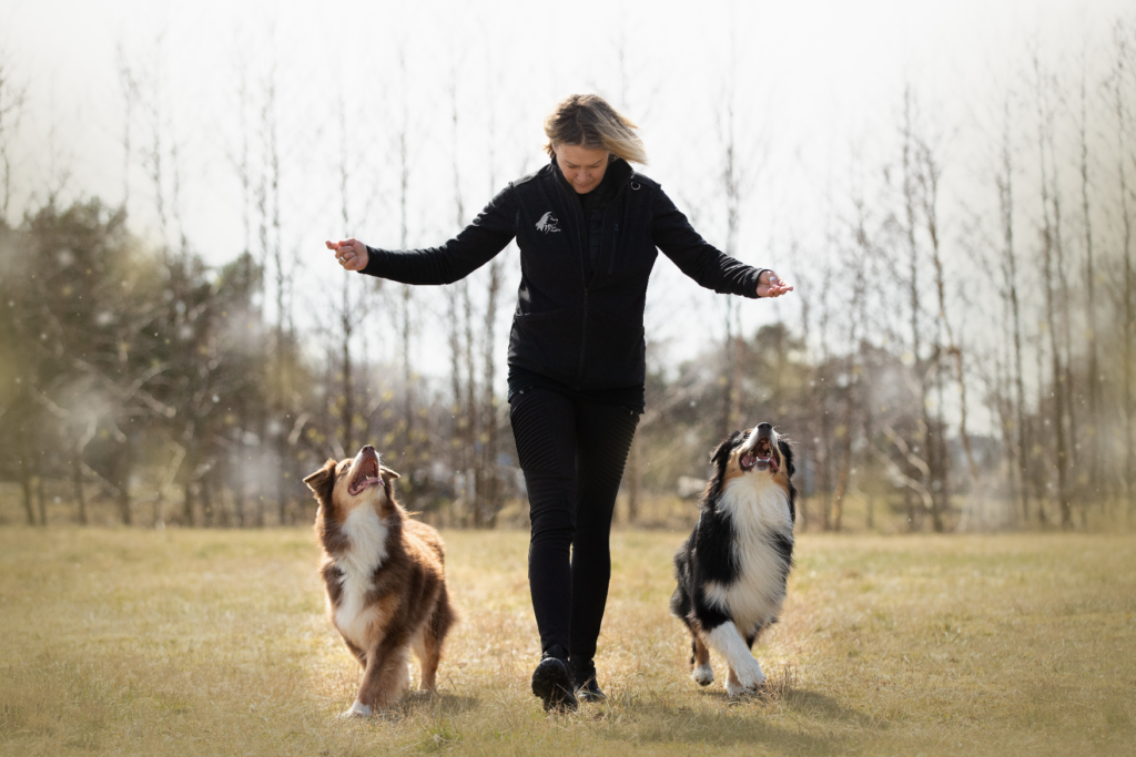 To hunde bliver trænet med beløninger