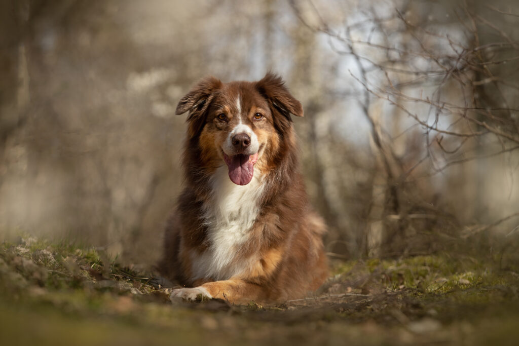 australian shepherd til lydighedstræning i skoven